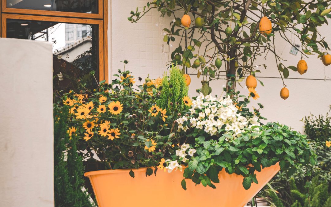 Transform Your Outdoor Space with Easy Gardening Tips