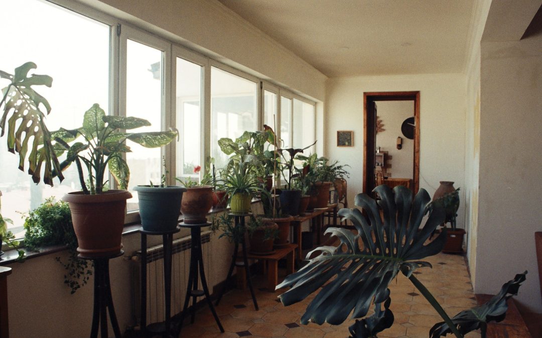 Enhance Home Aesthetic and Air Quality with Indoor Plants