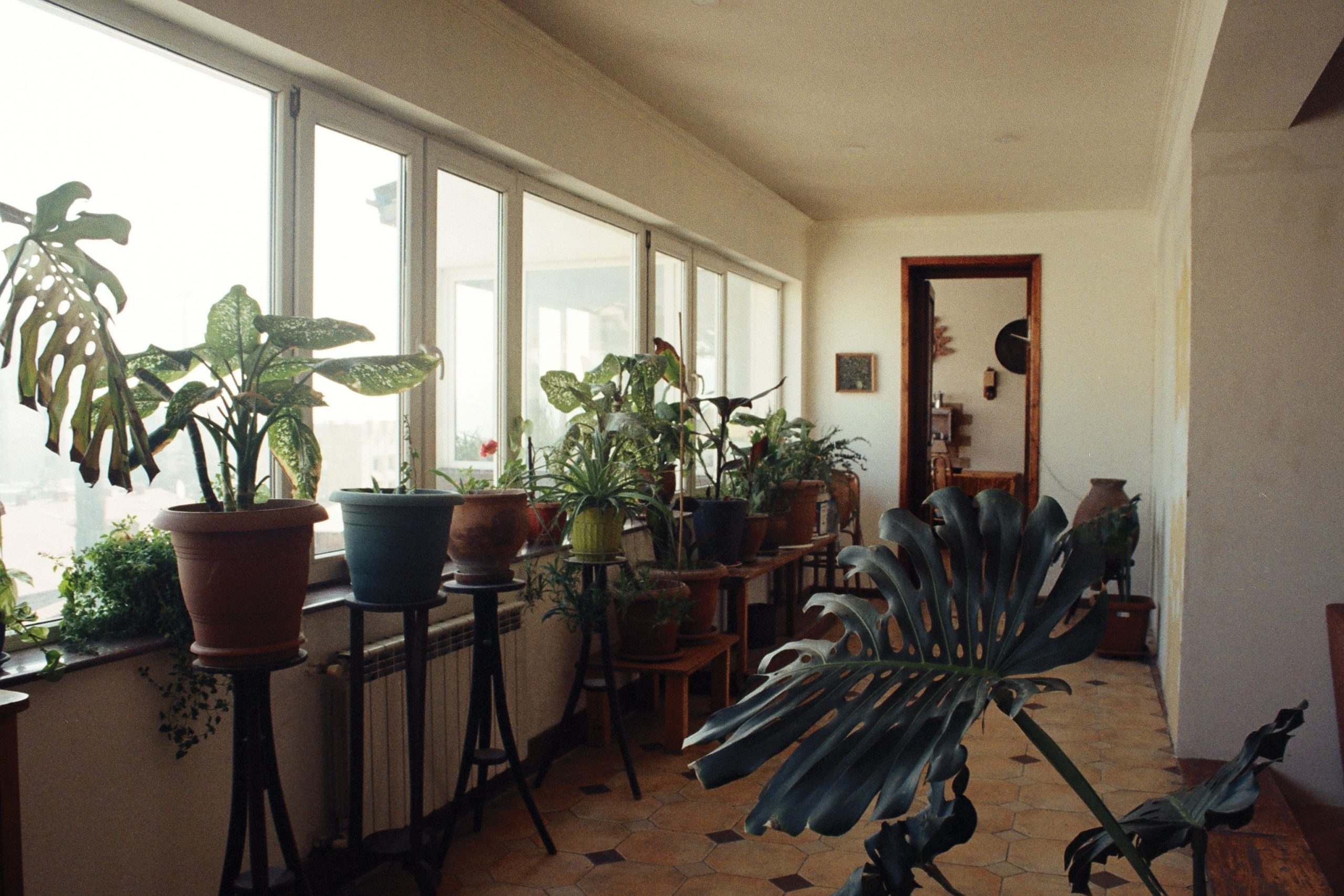 Enhance Home Aesthetic and Air Quality with Indoor Plants